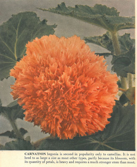 B. ‘Carnation’